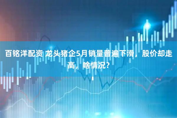 百铭洋配资 龙头猪企5月销量普遍下滑，股价却走高，啥情况？